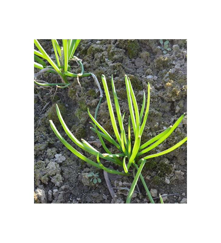 Kroll | cibule sečka | PERMASEMÍNKA