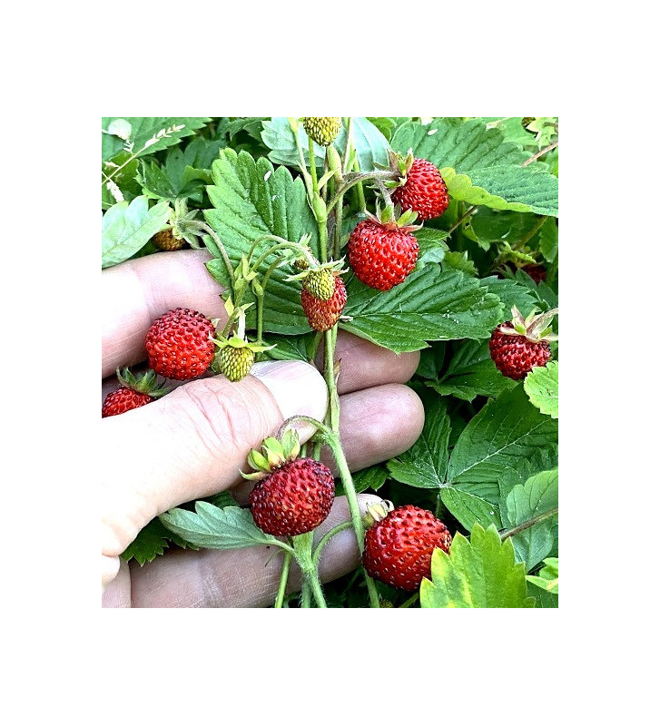 Korsika | jahodník lesní | PERMASEMÍNKA