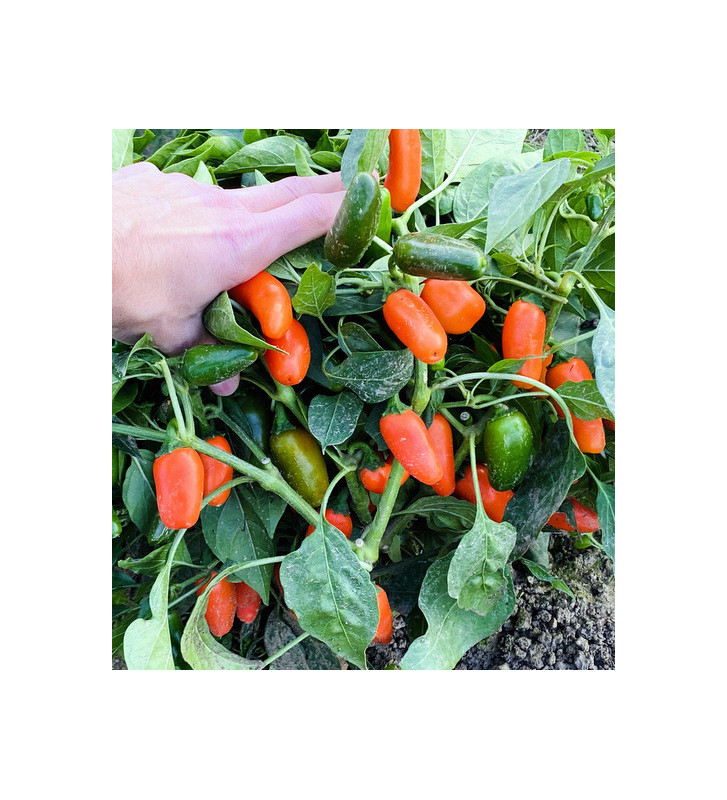 Leon | paprika chilli - jalapeňo | PERMASEMÍNKA