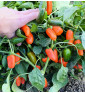 Leon | paprika chilli - jalapeňo | PERMASEMÍNKA