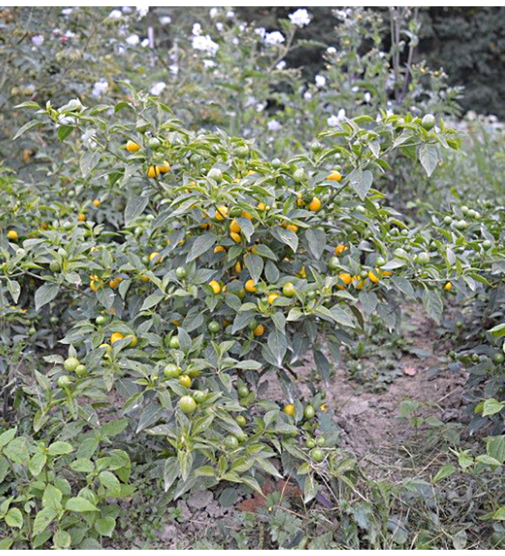 Gelbe Kirschen