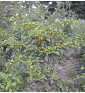 Gelbe Kirschen