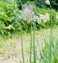 Sibiřská pažitka | Allium nutans