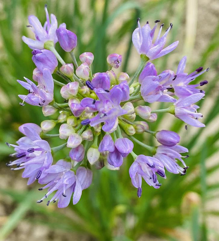 Sibiřská pažitka | Allium nutans
