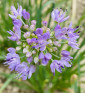 Sibiřská pažitka | Allium nutans