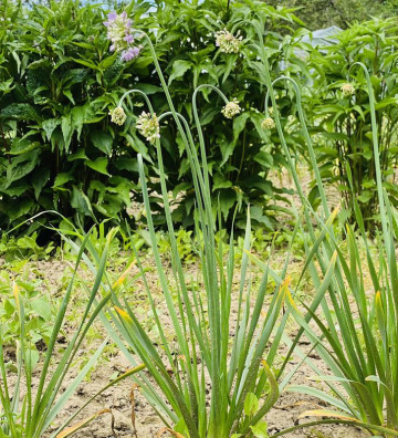 Sibiřská pažitka | Allium nutans