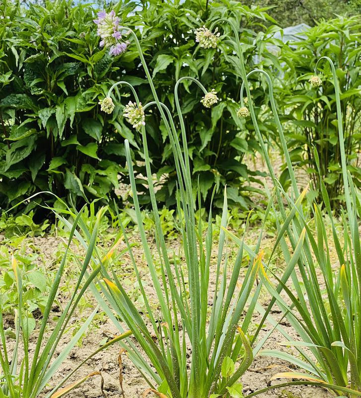 Sibiřská pažitka | Allium nutans