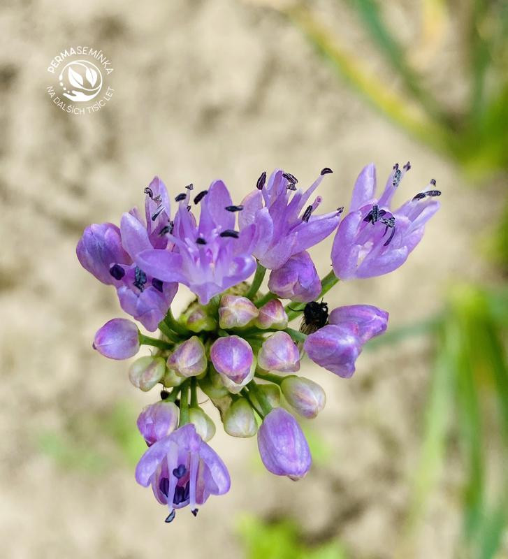 Sibiřská pažitka | Allium nutans