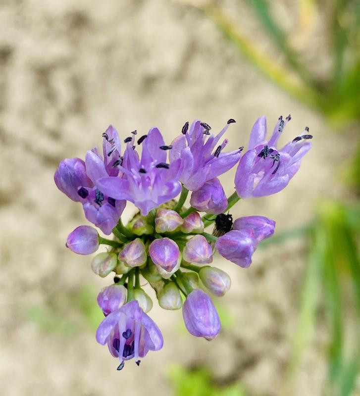 Sibiřská pažitka | Allium nutans