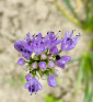 Sibiřská pažitka | Allium nutans