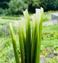 Sibiřská pažitka | Allium nutans