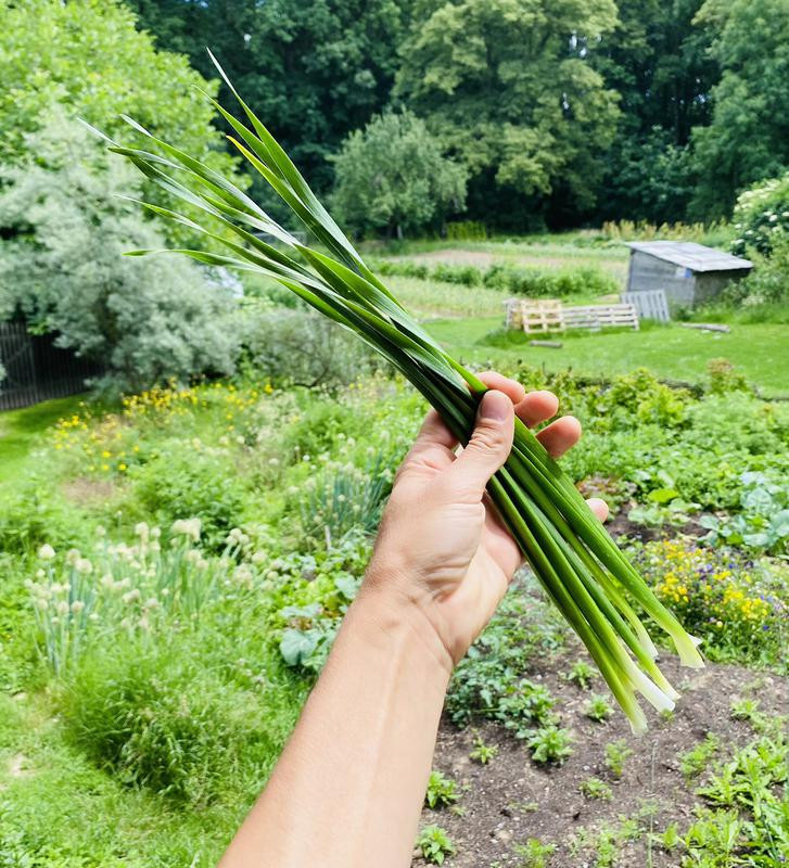 Sibiřská pažitka | Allium nutans