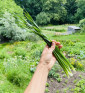 Sibiřská pažitka | Allium nutans