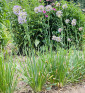 Sibiřská pažitka | Allium nutans