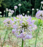 Sibiřská pažitka | Allium nutans
