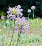 Sibiřská pažitka | Allium nutans