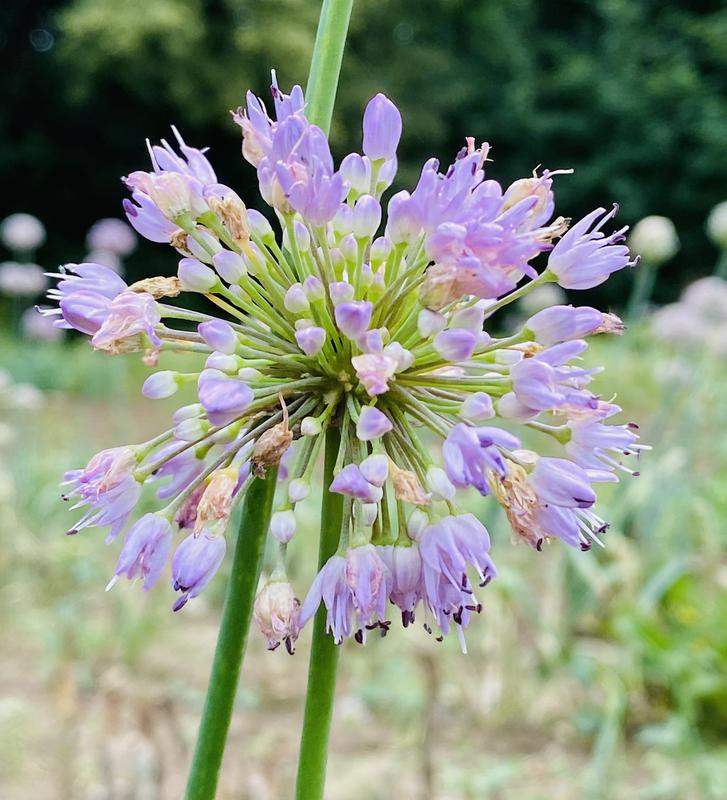Sibiřská pažitka | Allium nutans