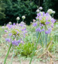 Sibiřská pažitka | Allium nutans