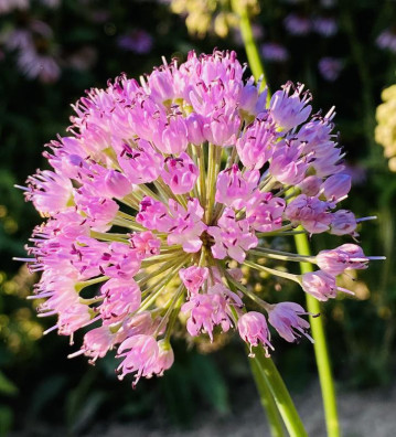 Sibiřská pažitka | Allium nutans | semena