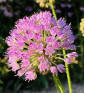 Sibiřská pažitka | Allium nutans