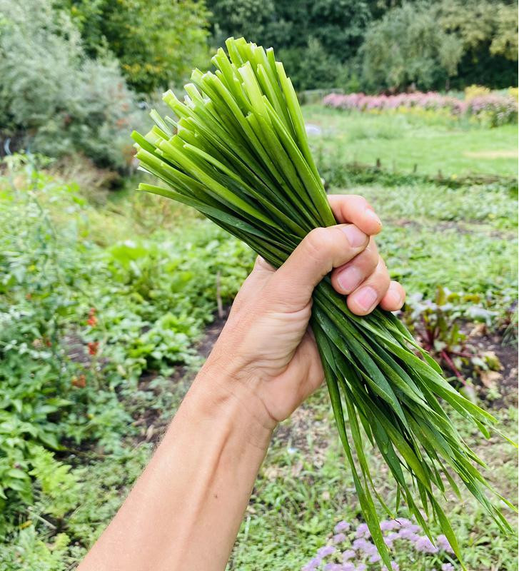 Sibiřská pažitka | Allium nutans