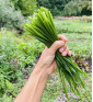 Sibiřská pažitka | Allium nutans