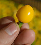 Gelbe Kirschen