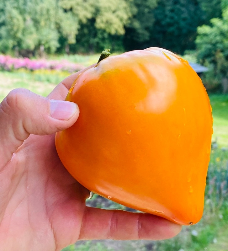 Heart of Gold | Rajče tyčkové