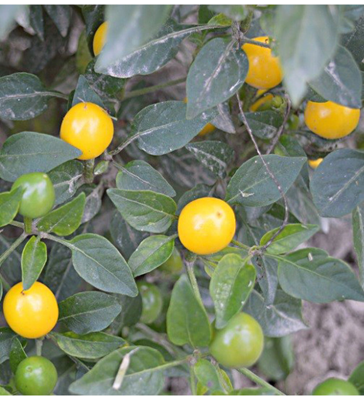 Gelbe Kirschen