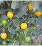 Gelbe Kirschen