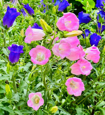 Cup and Saucer | Zvonek zahradní | Campanula medium | semena