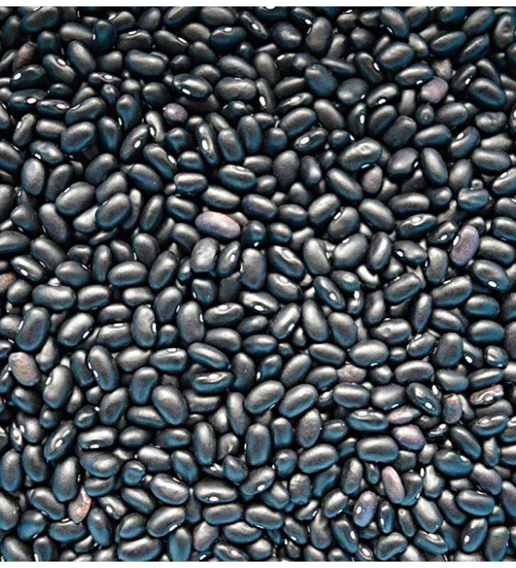 Čená želva (Black Turtle)