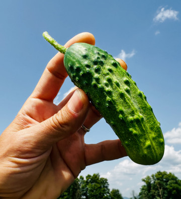 Dekan | okurka nakládačka | PERMASEMÍNKA.CZ