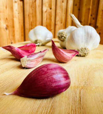 Manin jarní z Dolněmčí I česnek kuchyňský I allium sativum I stará odrůda  I permasemínka