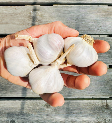 Manin jarní z Dolněmčí I česnek kuchyňský I allium sativum I stará odrůda  I permasemínka