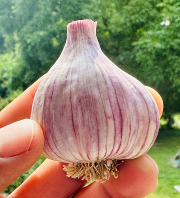 Severský paličák I česnek kuchyňský I allium sativum I stará odrůda  I permasemínka