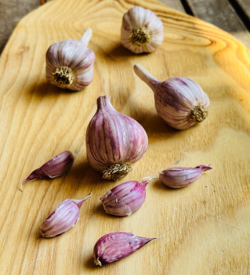 Severský paličák I česnek kuchyňský I allium sativum I stará odrůda  I permasemínka