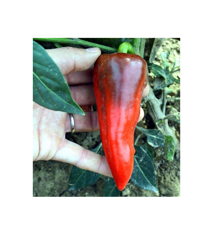 Lipstick | paprika sladká | PERMASEMÍNKA.CZ