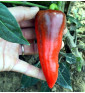 Lipstick | paprika sladká | PERMASEMÍNKA.CZ