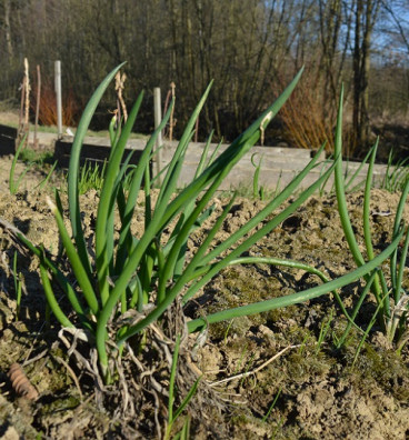 Kroll | cibule sečka | PERMASEMÍNKA.CZ