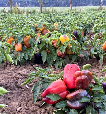 Měňavka | paprika slakdá | PERMASEMÍNKA.CZ