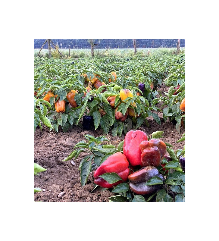 Měňavka | paprika slakdá | PERMASEMÍNKA.CZ