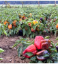 Měňavka | paprika slakdá | PERMASEMÍNKA.CZ