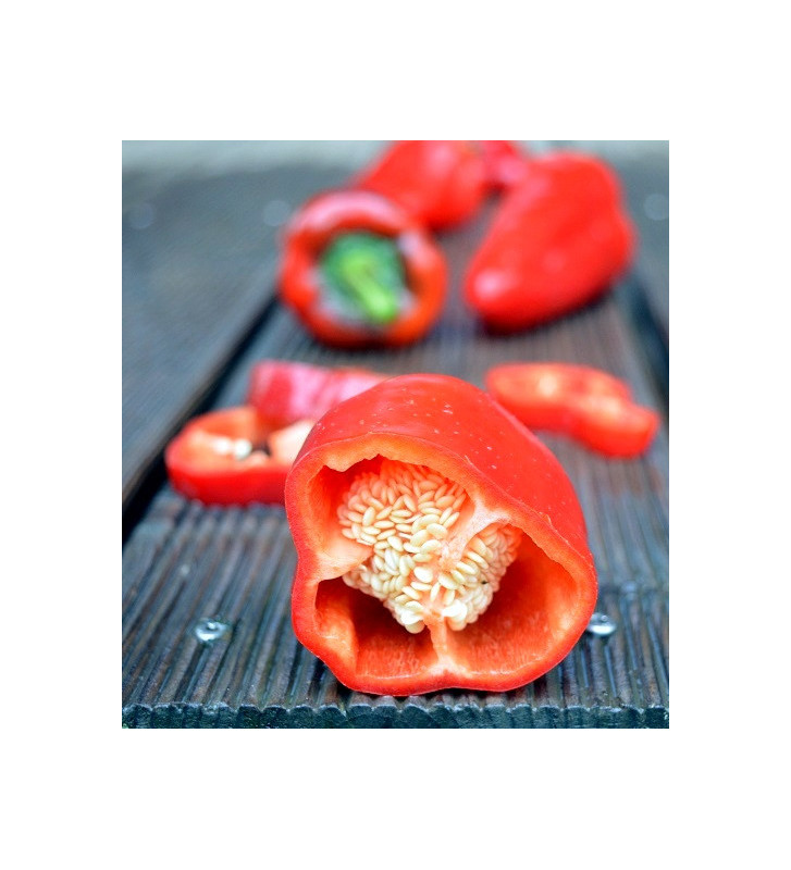 Lipstick | paprika sladká | PERMASEMÍNKA.CZ