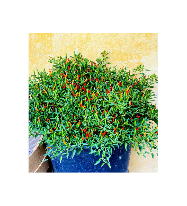 Divoká chilli | paprika křovitá | PERMASEMÍNKA.CZ