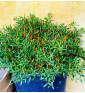 Divoká chilli | paprika křovitá | PERMASEMÍNKA.CZ