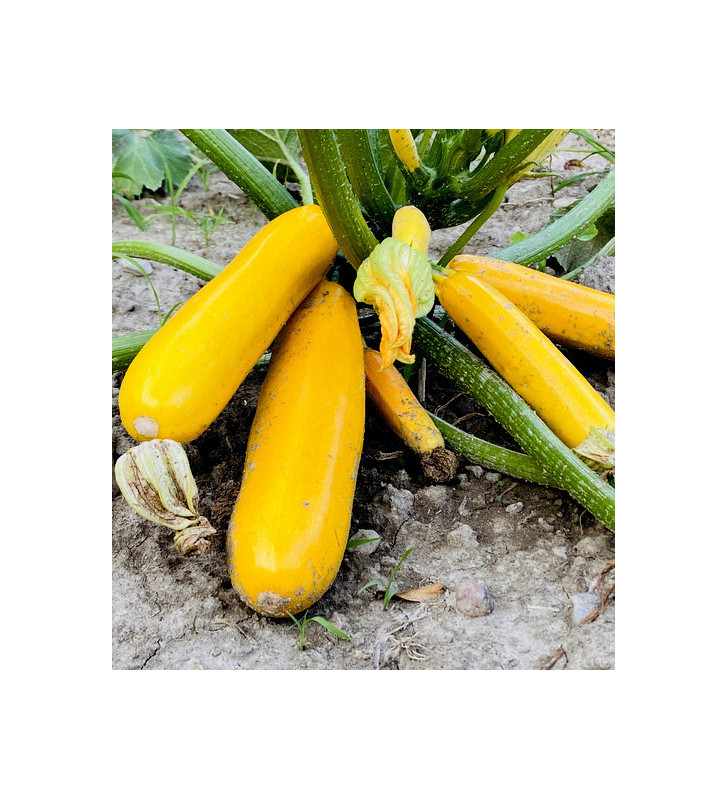 Solara | cuketa | PERMASEMÍNKA.CZ