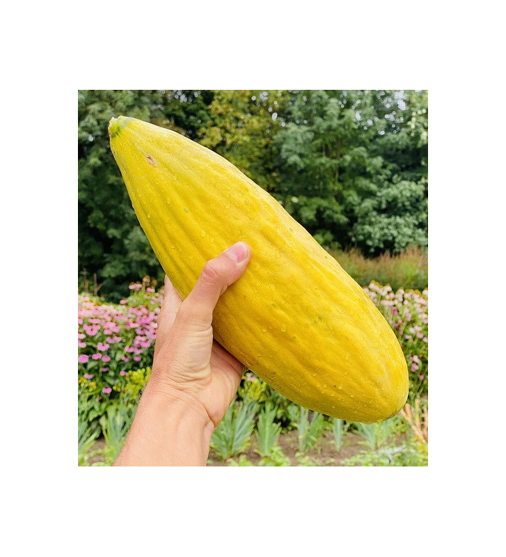 Banana | meloun cukrový | PERMASEMÍNKA.CZ