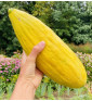 Banana | meloun cukrový | PERMASEMÍNKA.CZ