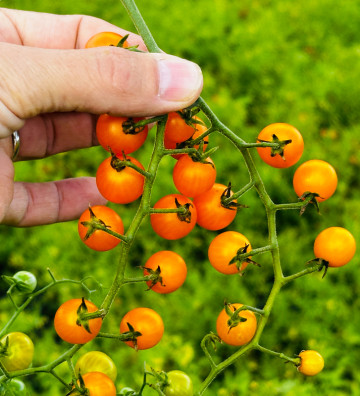 Divoké oranžové (Orange...